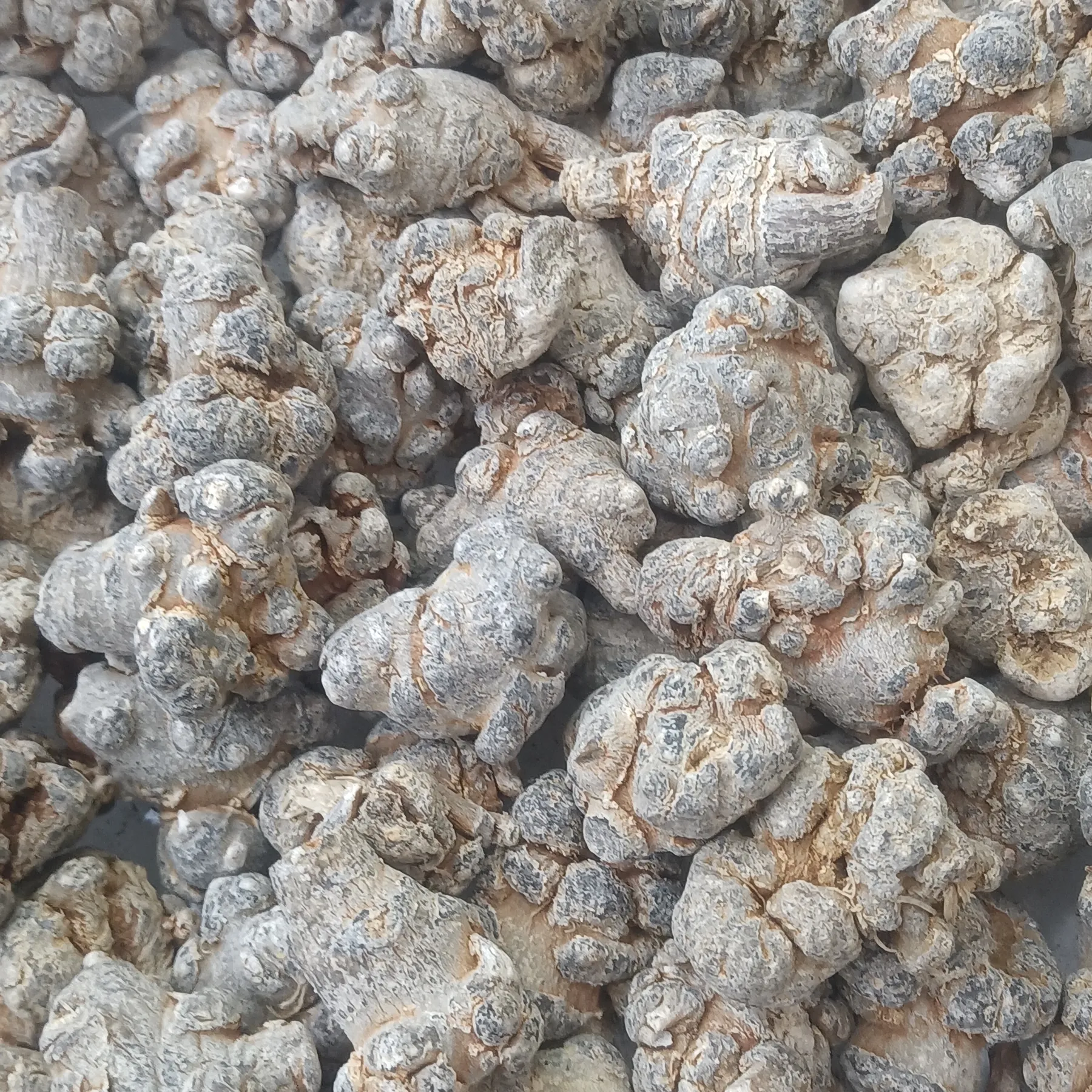 Close up of knobbly dried Panax notoginseng main roots, the grade sold by head count