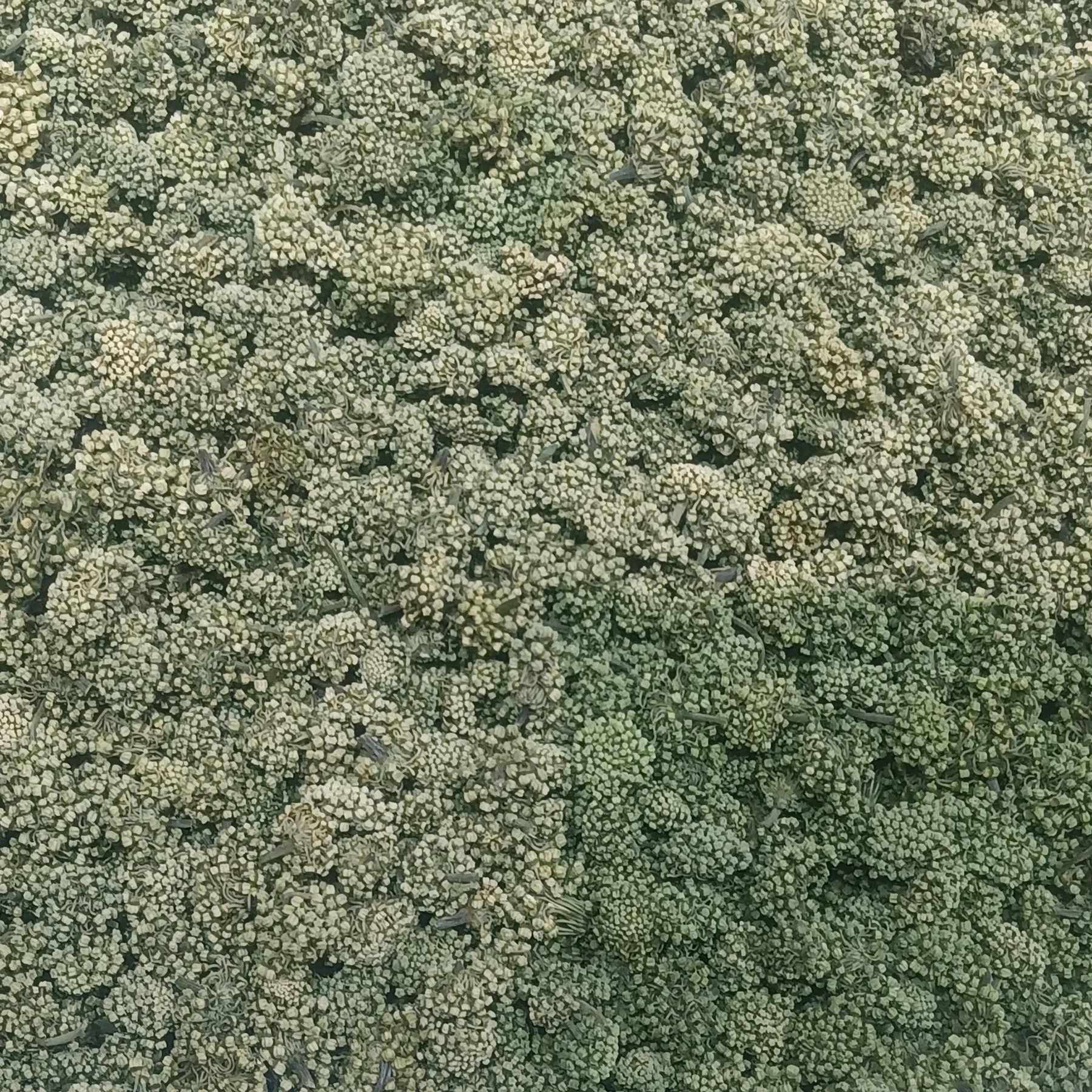 A heap of dried Panax notoginseng flower buds, sold as sanqi flower tea